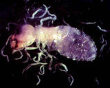 Close-up of a termite with a dark background