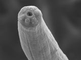 NEMAforce SF/SC Beneficial Nematodes – Steinernema feltiae & S. carpocapsa