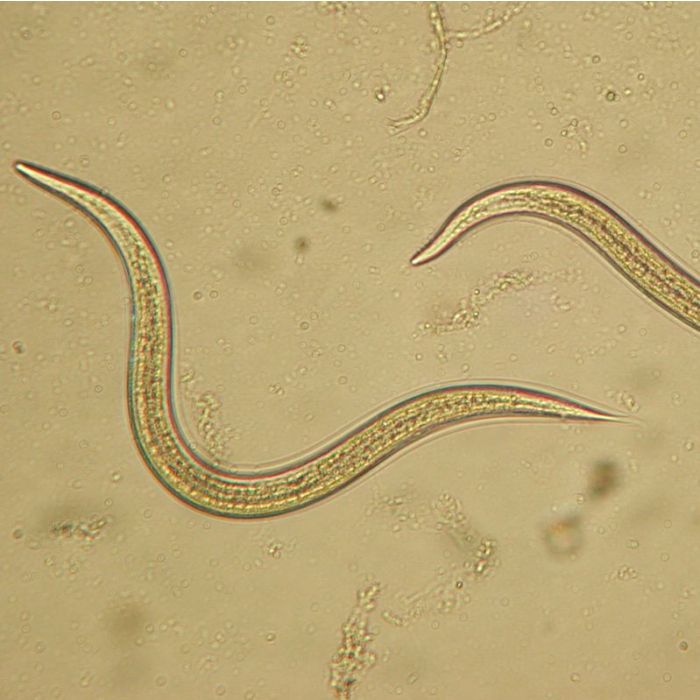 Microscopic view of a worm-like organism on a beige background