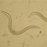Microscopic view of a worm-like organism on a beige background
