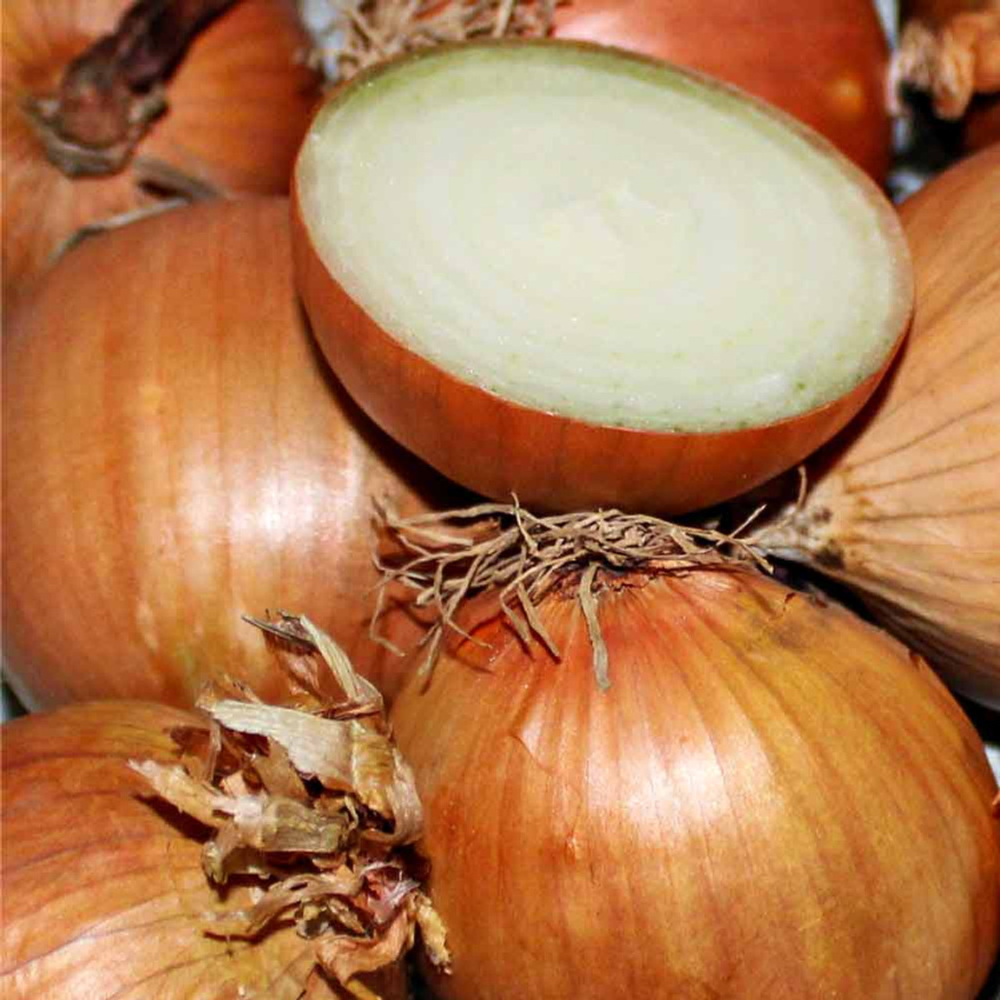 Stuttgarter Yellow Onion Sets