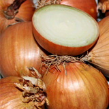Stuttgarter Yellow Onion Sets