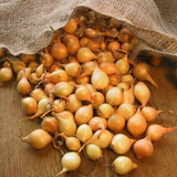 Stuttgarter Yellow Onion Sets