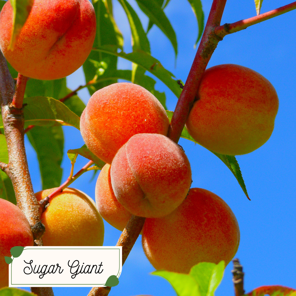 Peach Tree Bundle