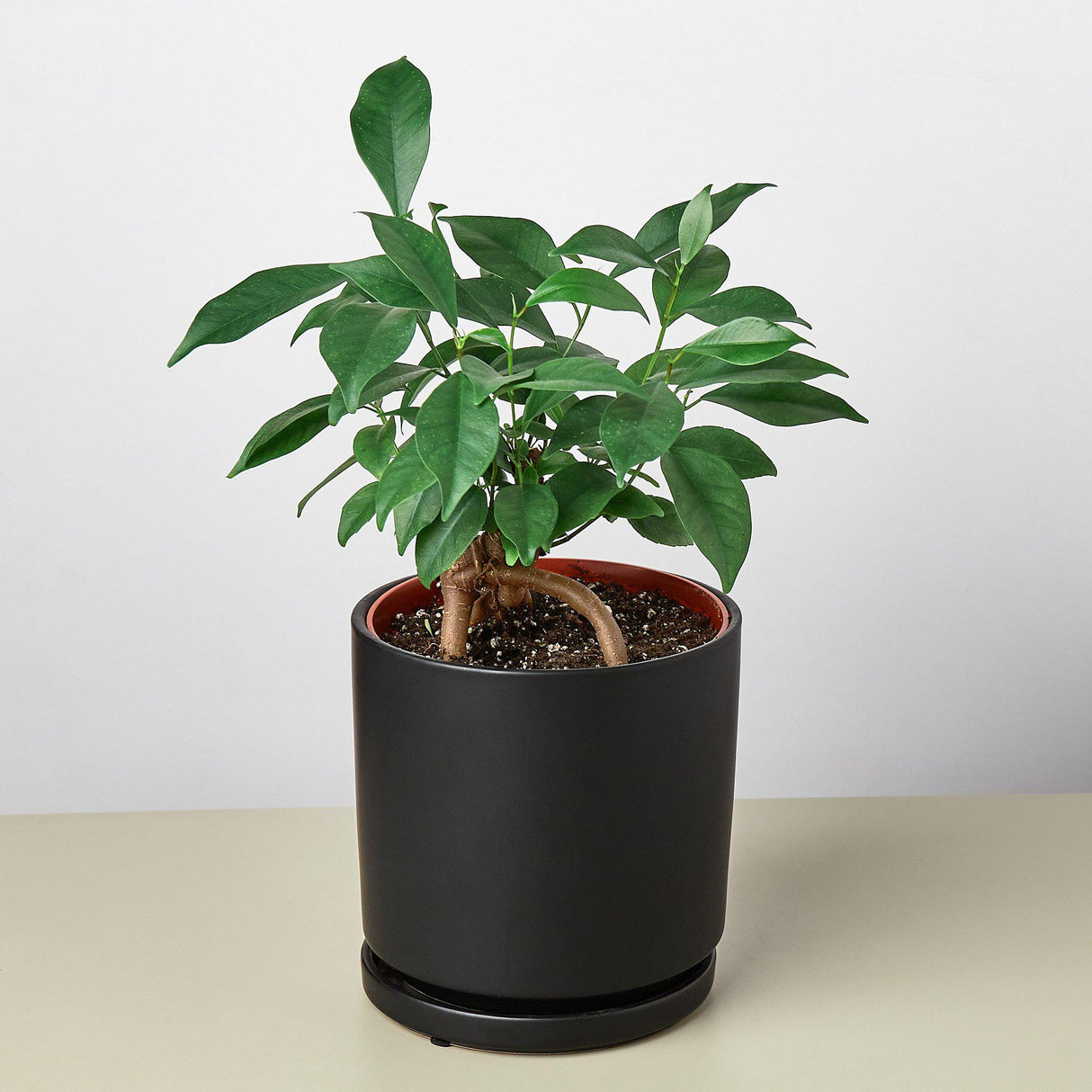 Cylinder Ceramic Planter with Built-In Saucer