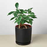 Cylinder Ceramic Planter with Built-In Saucer