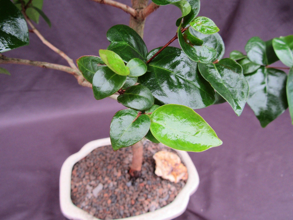 bonsai tree sticky leaves Surinam Cherry Bonsai Tree (Eugenia uniflora) – Fruiting Tropical Bonsai