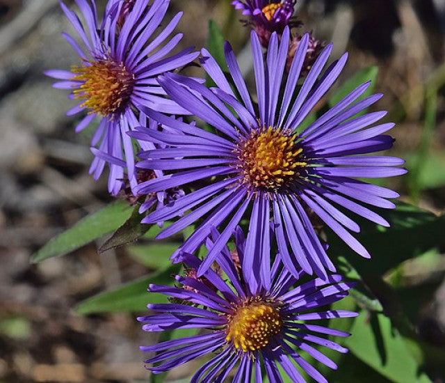 New England Aster Wildflower Seeds