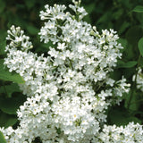 Betsy Ross Lilac Shrub