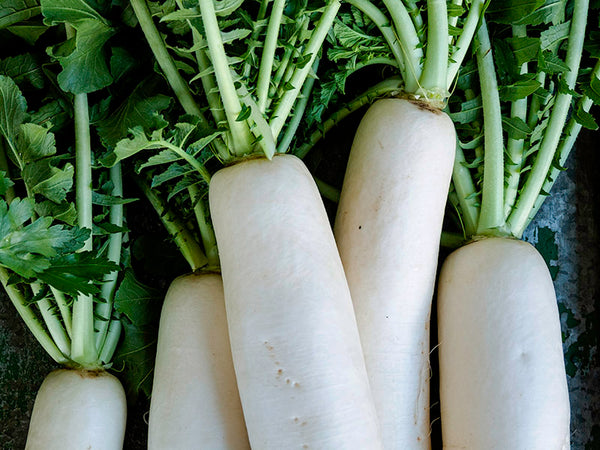 Tokinashi Daikon Radish Seeds