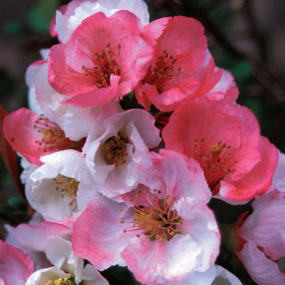 Toyo Nishiki Flowering Quince Shrub - Monster Gardens