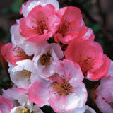 Toyo Nishiki Flowering Quince Shrub