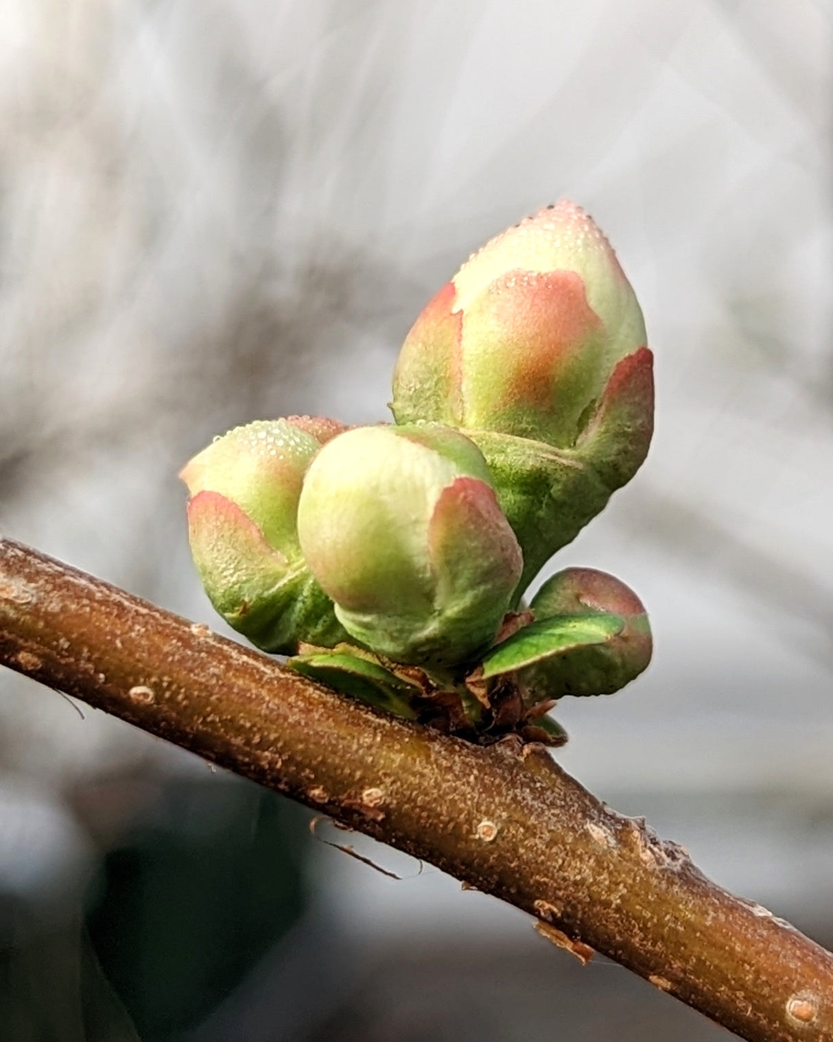 Toyo Nishiki Flowering Quince Shrub