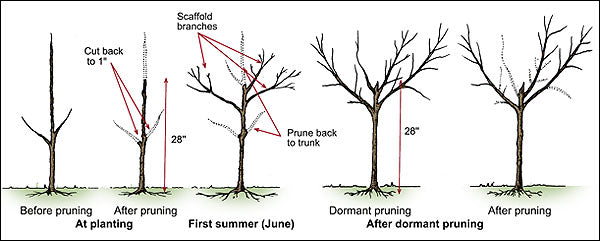 North Star Cherry Tree