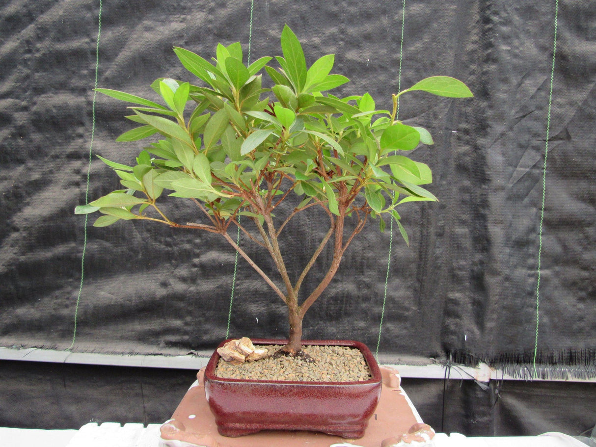 Purple Tropical Azalea Bonsai Tree