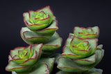 String of Buttons Plant