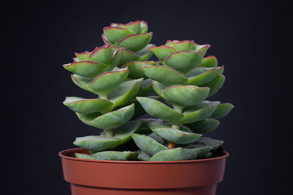 succulent button plant String of Buttons Plant – Crassula perforata