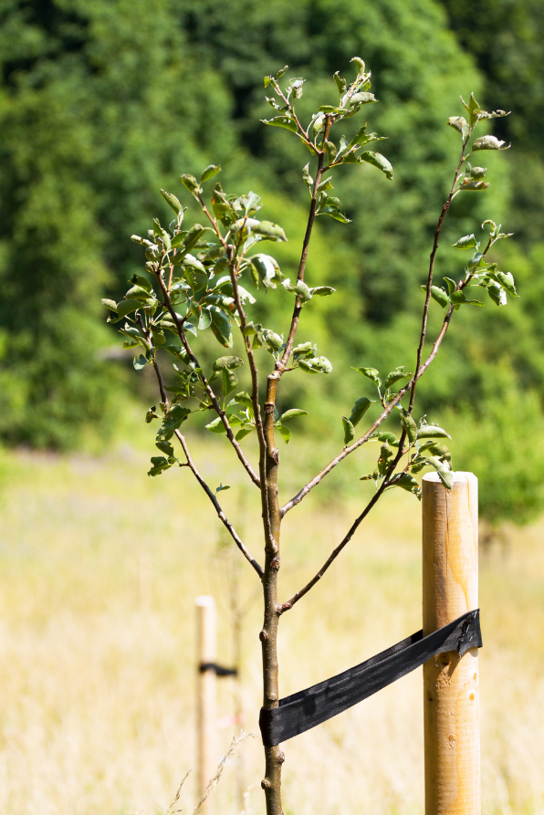 Honey Crisp Apple Tree