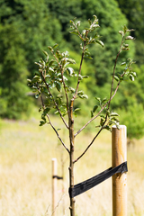 Honey Crisp Apple Tree