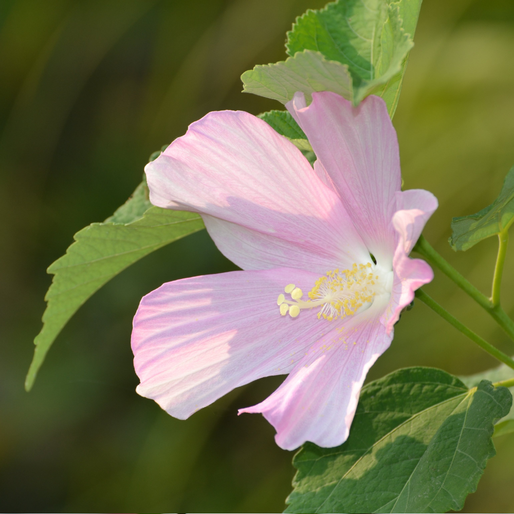Pink Rose of Sharon - Shrub Althea - Hibiscus
