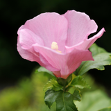 Pink Rose of Sharon - Shrub Althea - Hibiscus
