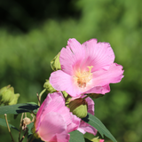 Pink Rose of Sharon - Shrub Althea - Hibiscus