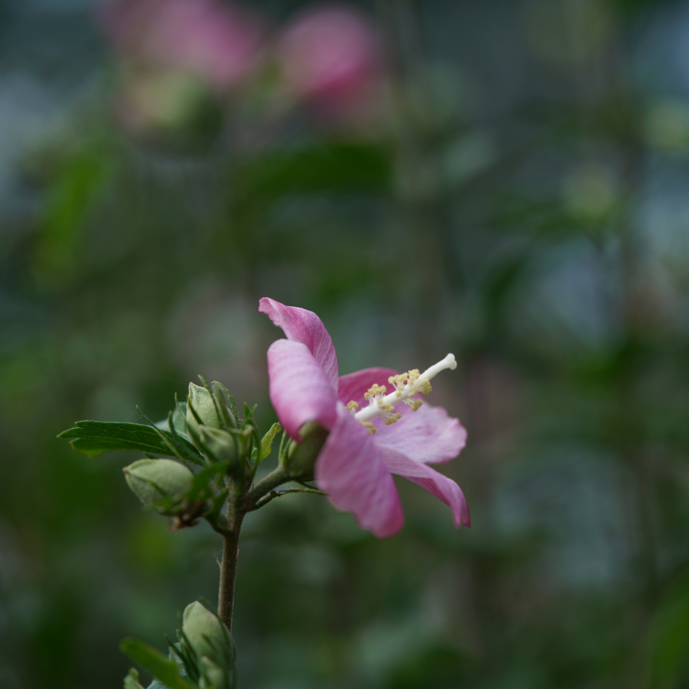 Pink Rose of Sharon - Shrub Althea - Hibiscus