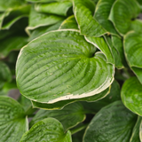 Christmas Tree Hosta Perennial Plant