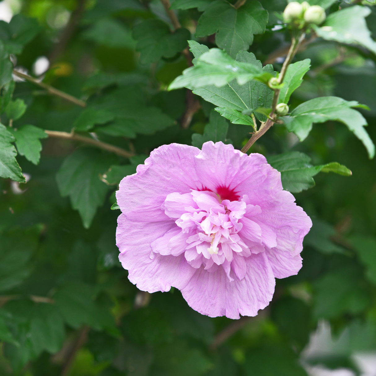 Purple Rose Of Sharon - Shrub Althea - Hibiscus 'Purple'
