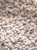 Heirloom Great Northern Bean Seeds – 20 Seeds