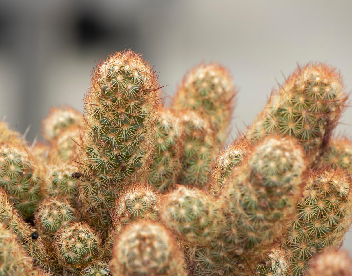 Gold Lace Cactus Plant