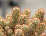 Gold Lace Cactus Plant