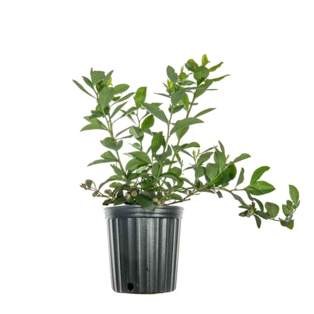 Desoto Blueberry Bush