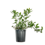 Desoto Blueberry Bush