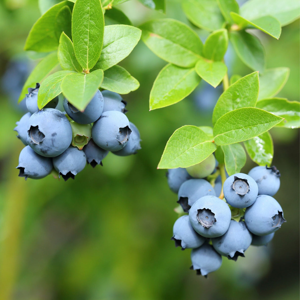 Desoto Blueberry Bush