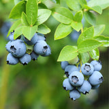 Desoto Blueberry Bush