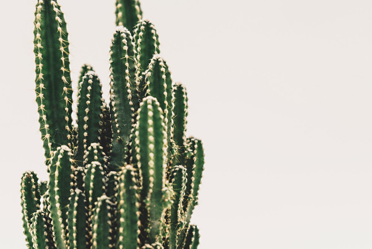 Fairy Castle Cactus Plant