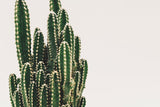 Fairy Castle Cactus Plant