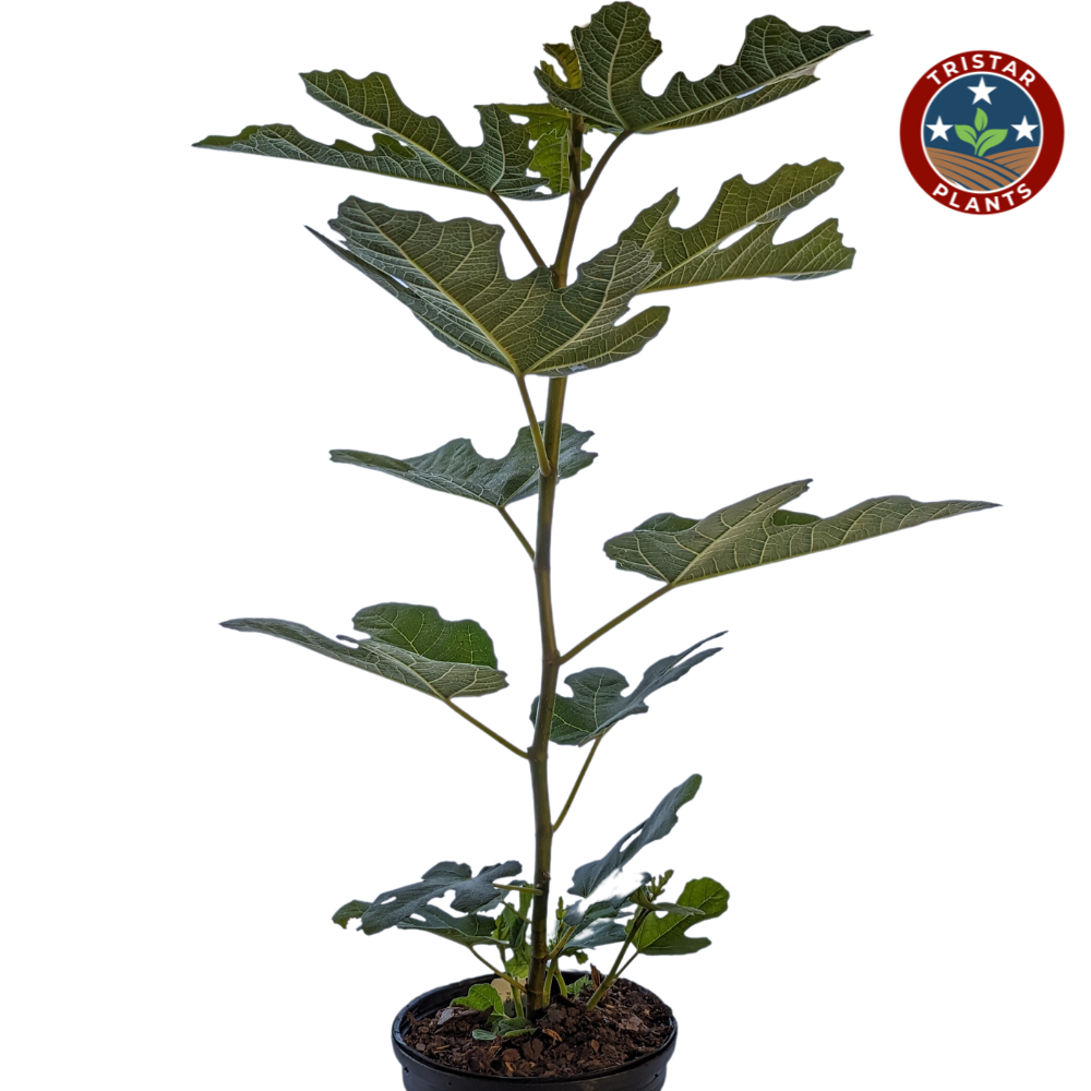 Chicago Hardy Fig Tree – Ficus carica