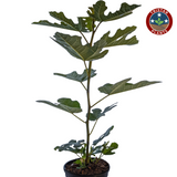 Chicago Hardy Fig Tree – Ficus carica