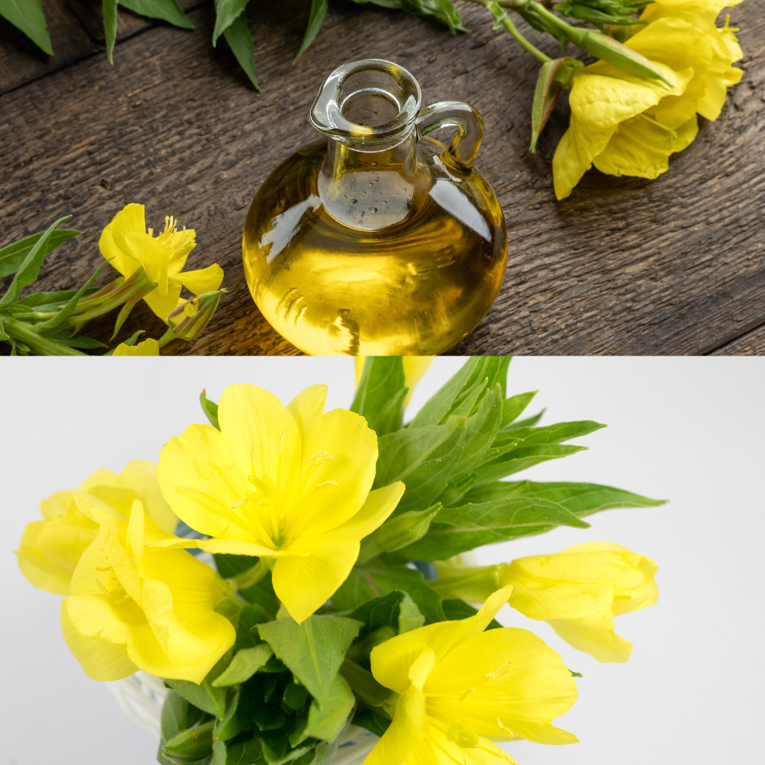 Heirloom Organic Evening Primrose Seeds – 10 Seeds