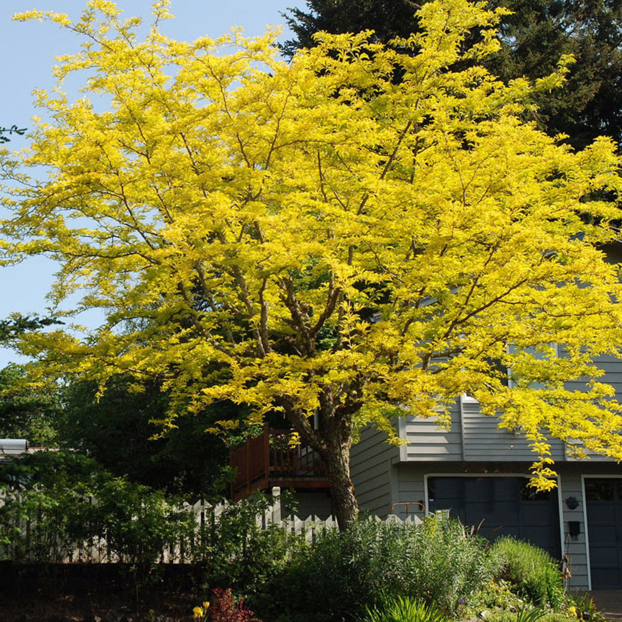Thornless Honeylocust 'Gledistia Triacanthos var. inermis' Tree