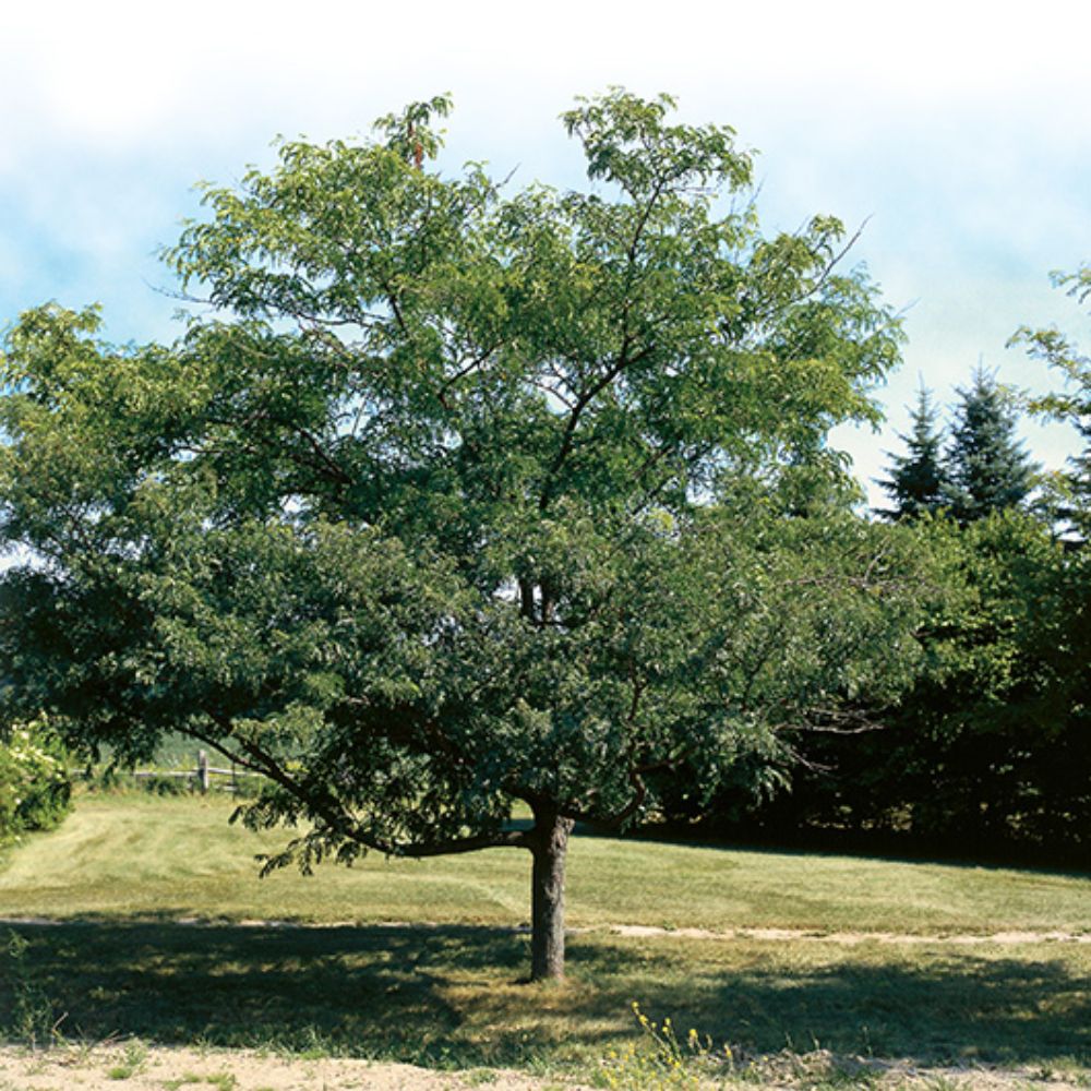 Thornless Honeylocust 'Gledistia Triacanthos var. inermis' Tree