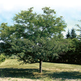 Thornless Honeylocust 'Gledistia Triacanthos var. inermis' Tree