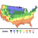 Gasteria Bicolor var. Liliputana Succulent Plant