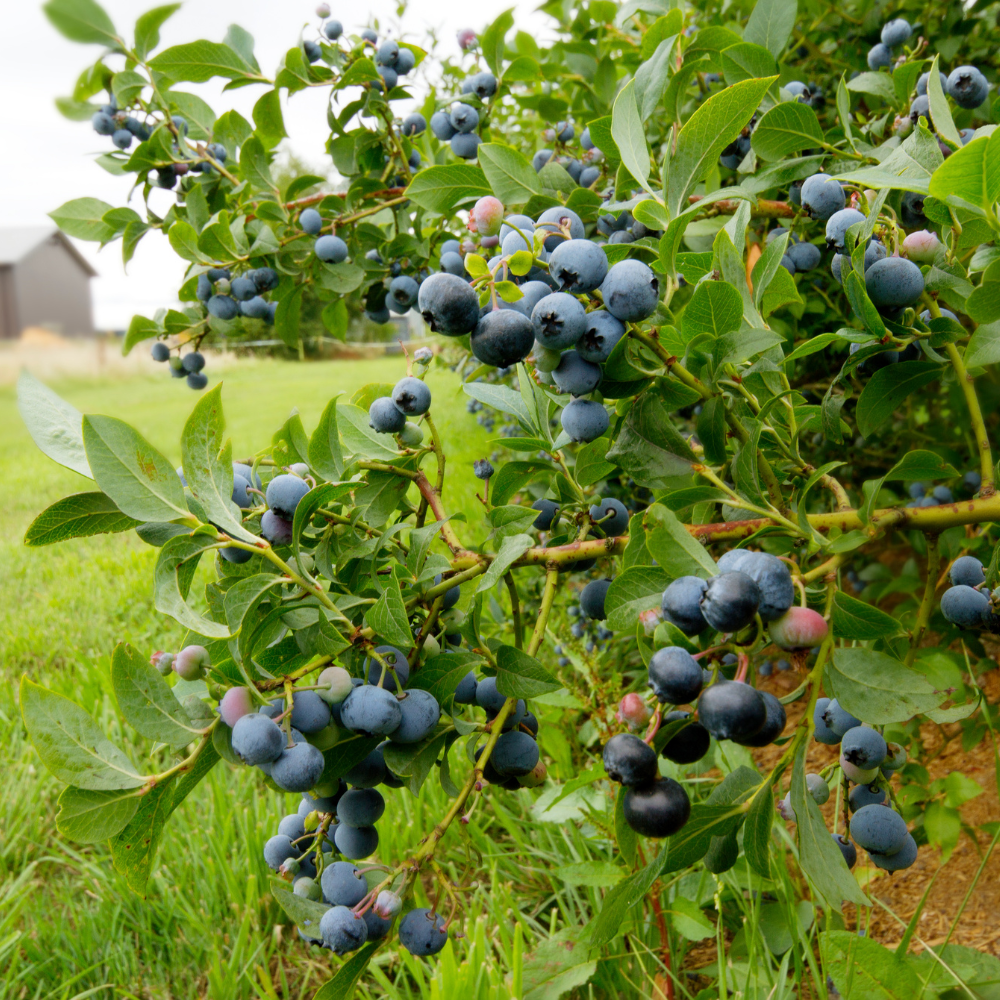 Desoto Blueberry Bush