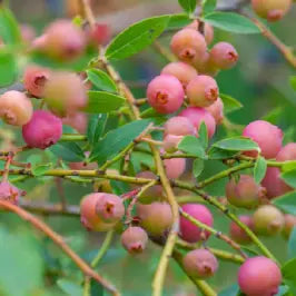 Pink Lemonade Blueberry Bush