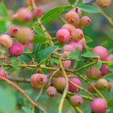 Pink Lemonade Blueberry Bush