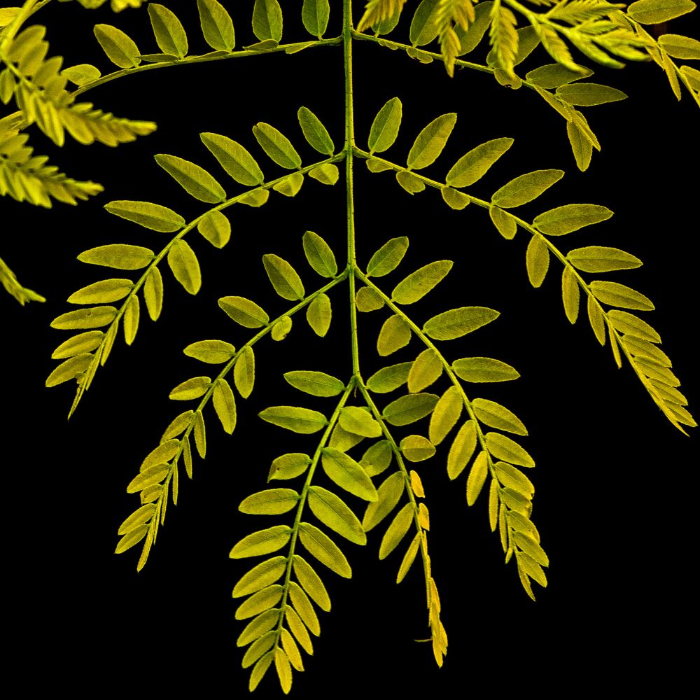 Thornless Honeylocust 'Gledistia Triacanthos var. inermis' Tree