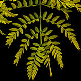 Thornless Honeylocust 'Gledistia Triacanthos var. inermis' Tree
